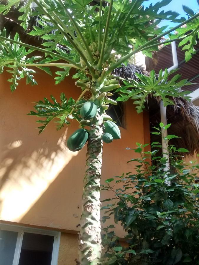 Hotel Papaya Surf Puerto Escondido  Bagian luar foto